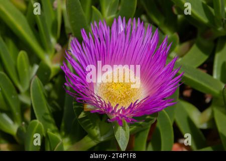 Gros plan d'une fleur rose d'une fleur de porc hottentot, également appelée Carpobrotus edulis, plante de glace, ou visage de porc Banque D'Images