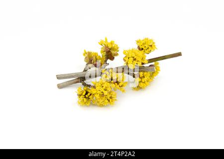 Fleurs de Dogwood isolées sur fond blanc. Branches avec fleurs de cornel européen (Cornus mas) au début du printemps. Cerise de Cornelia, cornel européen Banque D'Images