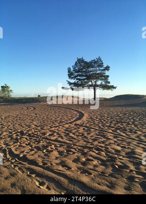 Paysage marin d'été. Un pin solitaire sur une plage de sable. Banque D'Images