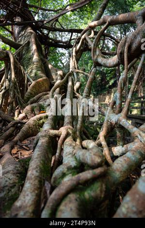 Plan rapproché du pont de racines vivantes Umkar dans la jungle de Maghalaya, en Inde Banque D'Images