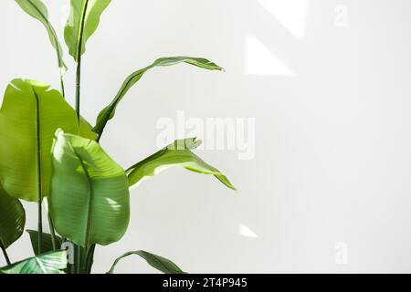 Gros plan de grandes feuilles tropicales vertes de Strelitzia reginae plante d'intérieur, oiseau du feuillage du paradis isolé sur fond de mur blanc avec des lumières du soleil de Banque D'Images