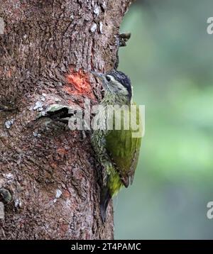 Le pic-bois strié est une espèce de pic-bois que l'on trouve dans le sous-continent indien. Cette photo a été prise du Bangladesh. Banque D'Images