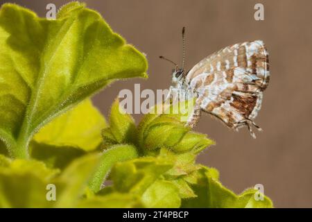 Géranium Cacyreus marshalli, Papillon en bronze Banque D'Images