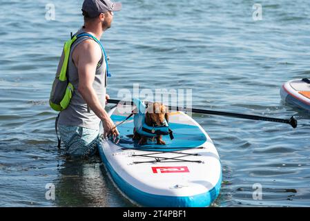 Teckel, chien de saucisse, sur le paddle board, portant une aide à la flottabilité des ailerons de requin. Événement Old Leigh Regatta sur l'estuaire de la Tamise, près de Southend Banque D'Images