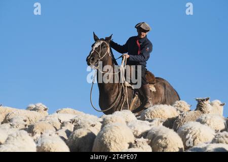 Gaucho cow-boy sur un cheval gardant des moutons dans un ranch en Argentine Banque D'Images