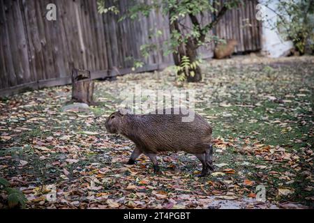 Capybara dans le zoo se prélasser au soleil par une chaude journée d'automne. Banque D'Images