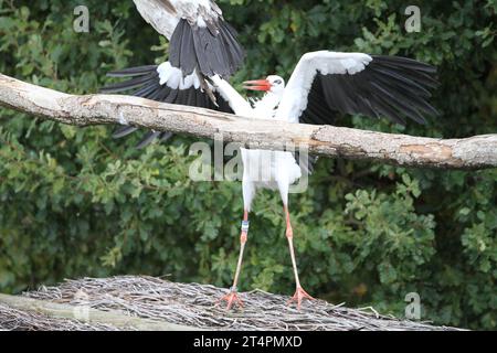 Spectacle de volière en plein air d'un zoo de jour montrant des cigognes volant dans le ciel bleu gris perché sur un horizon de branche déranger seul un vautour Ciconia Banque D'Images