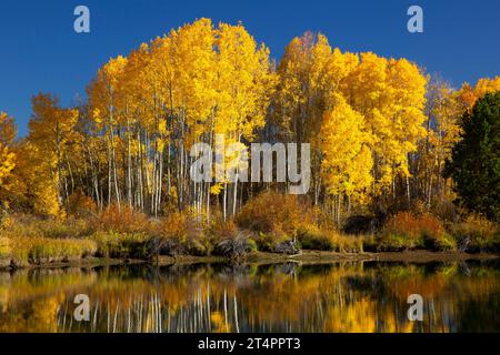 Peuplier faux-tremble (Populus tremuloides) le long de Deschutes River Trail, Deschutes National Forest, Deschutes Wild and Scenic River, Oregon Banque D'Images