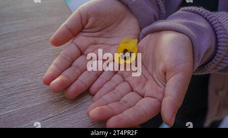 fleur jaune pétale dans la paume de la main Banque D'Images