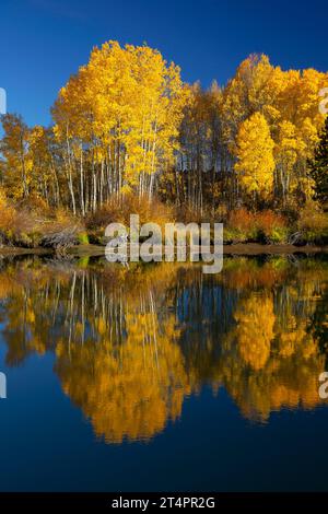 Peuplier faux-tremble (Populus tremuloides) le long de Deschutes River Trail, Deschutes National Forest, Deschutes Wild and Scenic River, Oregon Banque D'Images