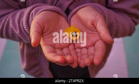 fleur jaune pétale dans la paume de la main Banque D'Images