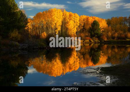 Peuplier faux-tremble (Populus tremuloides) le long de Deschutes River Trail, Deschutes National Forest, Deschutes Wild and Scenic River, Oregon Banque D'Images