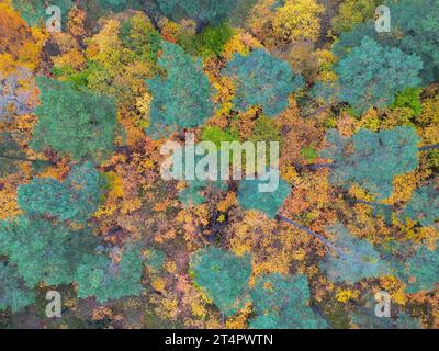 Briesen, Allemagne. 31 octobre 2023. Arbres à feuilles caduques colorés en automne parmi les conifères verts (vue aérienne avec un drone). Crédit : Patrick Pleul/dpa/Alamy Live News Banque D'Images