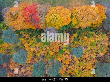 Briesen, Allemagne. 31 octobre 2023. Arbres à feuilles caduques colorés en automne parmi les conifères verts (vue aérienne avec un drone). Crédit : Patrick Pleul/dpa/Alamy Live News Banque D'Images