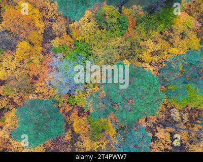 Briesen, Allemagne. 31 octobre 2023. Arbres à feuilles caduques colorés en automne parmi les conifères verts (vue aérienne avec un drone). Crédit : Patrick Pleul/dpa/Alamy Live News Banque D'Images