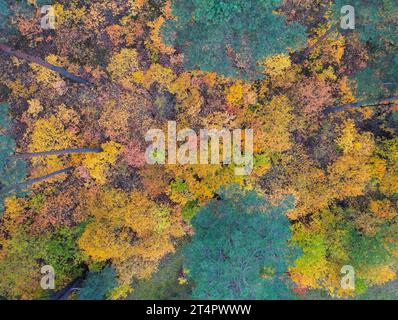 Briesen, Allemagne. 31 octobre 2023. Arbres à feuilles caduques colorés en automne parmi les conifères verts (vue aérienne avec un drone). Crédit : Patrick Pleul/dpa/Alamy Live News Banque D'Images