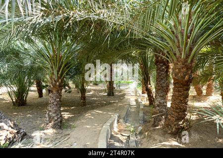 Canal d'irrigation à l'intérieur d'Alain dates ferme à Abu Dhabi Banque D'Images