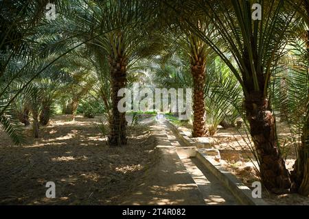 Canal d'irrigation à l'intérieur d'Alain dates ferme à Abu Dhabi Banque D'Images