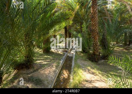 Canal d'irrigation à l'intérieur d'Alain dates ferme à Abu Dhabi Banque D'Images