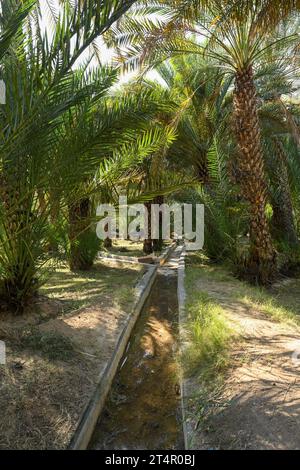 Canal d'irrigation à l'intérieur d'Alain dates ferme à Abu Dhabi Banque D'Images