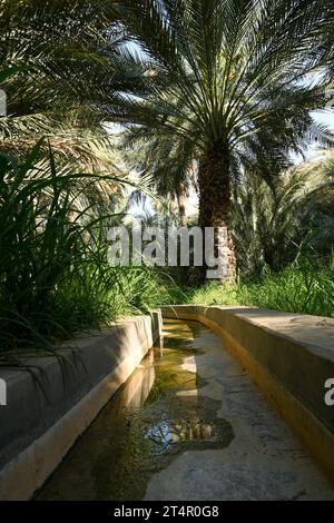 Canal d'irrigation à l'intérieur d'Alain dates ferme à Abu Dhabi Banque D'Images