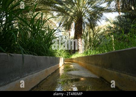 Canal d'irrigation à l'intérieur d'Alain dates ferme à Abu Dhabi Banque D'Images