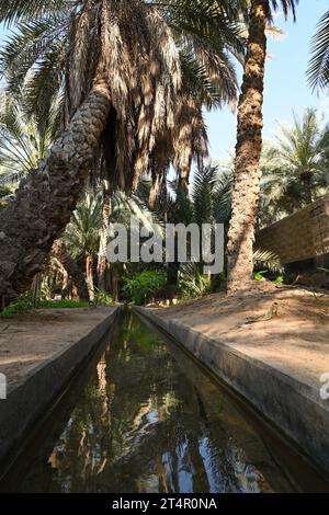 Canal d'irrigation à l'intérieur d'Alain dates ferme à Abu Dhabi Banque D'Images