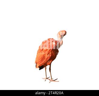 Scarlet ibis sur fond transparent Banque D'Images