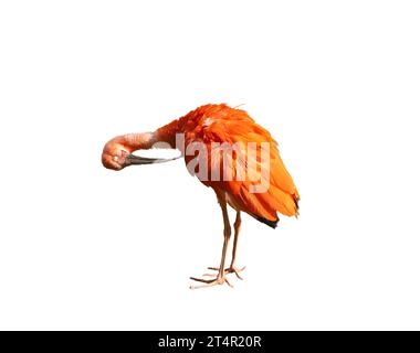 Scarlet ibis sur fond transparent Banque D'Images