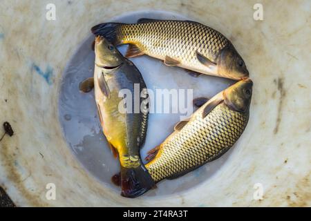 Deux carpes sauvages et une carpe miroir gisent ensemble dans une cuve à la pisciculture de Thomas Beer. La forme sauvage de la carpe est entièrement recouverte d’écailles, allongée et aplatie sur les côtés, tandis que les formes d’élevage sont plus hautes et ventrues. Mitterteich (VGem), Bavière, Allemagne. Banque D'Images