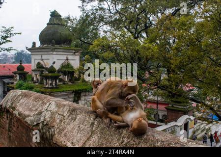 Katmandou, Népal : singes sur l'un des 518 mini temples dans le complexe du célèbre temple hindou Pashupatinath dédié à Shiva, le long de la rivière Bagmati Banque D'Images