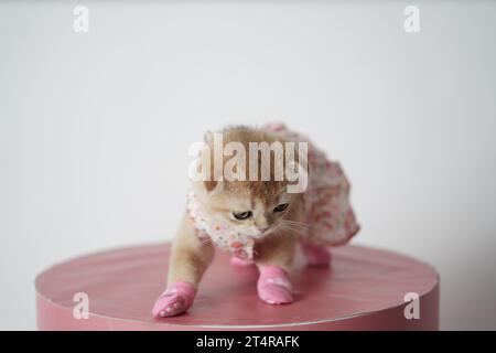 Mignon petit chaton portant une robe et des chaussettes allongées sur une table rose. Bébé chat pliant écossais habillé. Banque D'Images