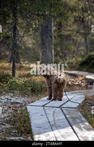 Chiot australien Labradoodle, couleur abricot. Sur un sentier de randonnée dans la forêt scandinave. Banque D'Images