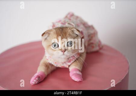 Mignon petit chaton portant une robe et des chaussettes allongées sur une table rose. Bébé chat pliant écossais habillé. Banque D'Images