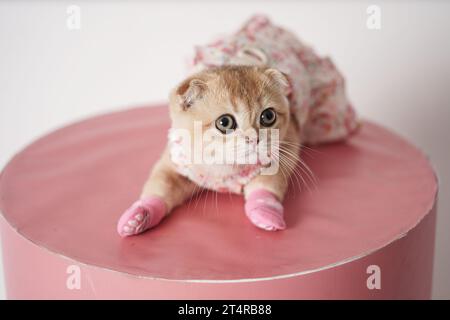 Mignon petit chaton portant une robe et des chaussettes allongées sur une table rose. Bébé chat pliant écossais habillé. Banque D'Images