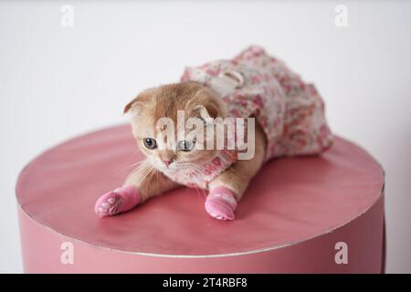 Mignon petit chaton portant une robe et des chaussettes allongées sur une table rose. Bébé chat pliant écossais habillé. Banque D'Images