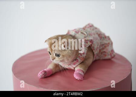 Mignon petit chaton portant une robe et des chaussettes allongées sur une table rose. Bébé chat pliant écossais habillé. Banque D'Images