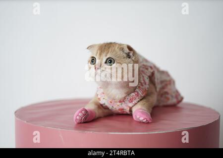 Mignon petit chaton portant une robe et des chaussettes allongées sur une table rose. Bébé chat pliant écossais habillé. Banque D'Images