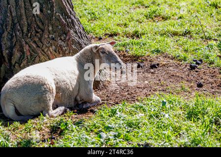 Moutons blancs couchés sous un arbre dans la réserve naturelle de Maasvallei, herbe verte sauvage en arrière-plan flou, se protégeant du soleil, autum ensoleillé Banque D'Images