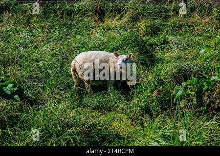 Moutons blancs debout sur l'herbe verte et regardant la caméra, une partie du champ de maïs en arrière-plan flou, terres agricoles à la ferme, journée d'été ensoleillée en moi Banque D'Images