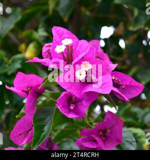 Bougainvillea glabra fleur, fleur de papier dans le jardin Banque D'Images