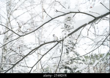 Gros plan de bullfinch dans la forêt d'hiver Banque D'Images