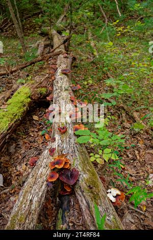 Beaucoup de grands champignons de type champignon poussant et se propageant sur une bûche tombée sur le sol dans la forêt dans une zone ombragée et humide à l'heure de l'automne Banque D'Images