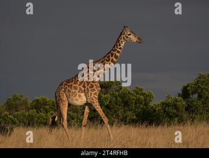 profil latéral de girafe masai solitaire marchant gracieusement dans la savane sauvage du masai mara, kenya, avec fond de ciel sombre Banque D'Images
