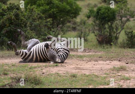 zèbre des plaines roulant sur le sol sur son dos se couvrant de poussière dans le masai mara sauvage, kenya Banque D'Images