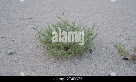 Plante d'herbe du désert au Qatar, plante halophyte appelée Zygophyllum qatarense ou Tetraena qatarense Banque D'Images