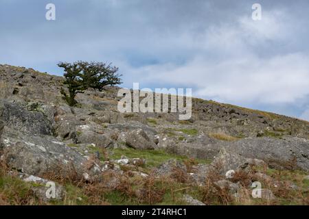 Un arbre survivant sur le paysage rude du Dartmoor balayé par le vent dans le Devon Banque D'Images