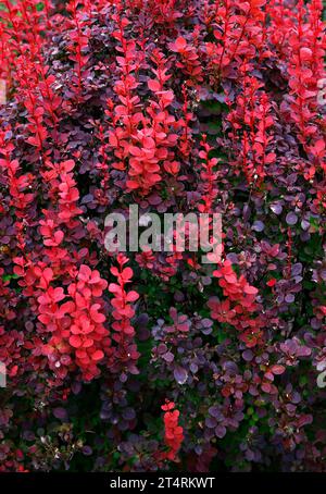 Gros plan des petites feuilles d'automne de couleur rouge orange de la haie de jardin berberis thunbergii fusée orange. Banque D'Images