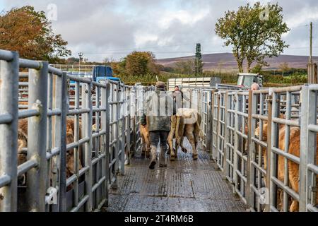 chargement des bovins au marché aux bovins Banque D'Images