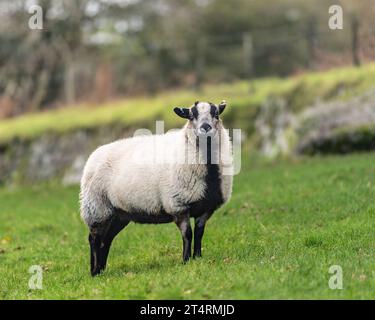 badger affronta des moutons de montagne gallois Banque D'Images